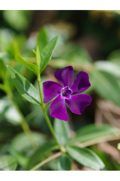 Барвінок малий Atropurpurea зіркоподібна квітка